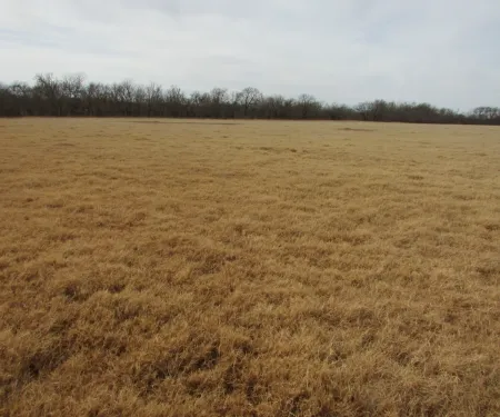Field of bermudagrass.