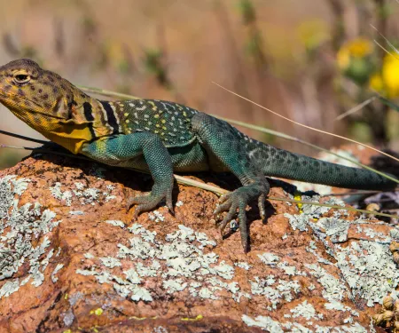Eastern Collared Lizard.  Photo by Barry Bolton