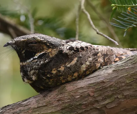 Eastern whip-poor-will. Photo by Andy Reago & Chrissy McClarren (CC-by-2.0) 
