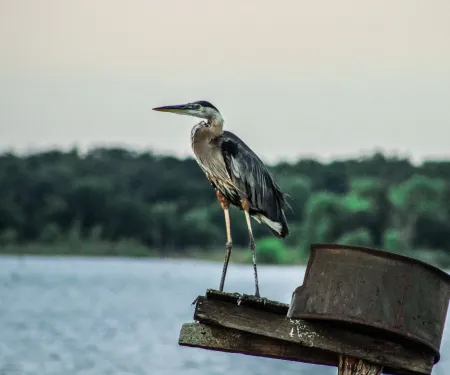 Bird on post at Lake Humphreys