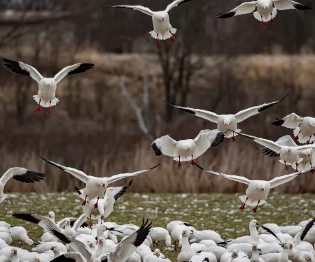 Tishomingo NWR.  Photo by David Morris/RPS 2019