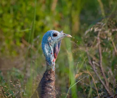 Wild turkey in field. Photo by Jeremiah Zurenda