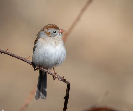 A small bird perches on a branch. 
