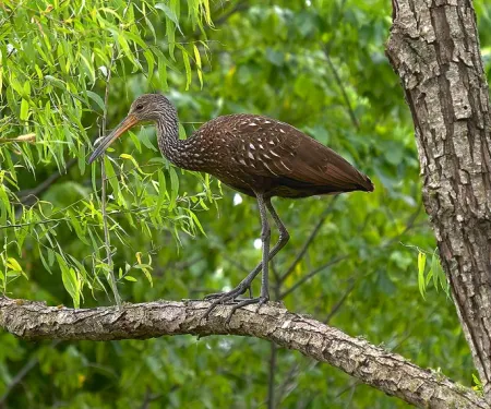 A large brown bird with a long bill stands on a tree branch