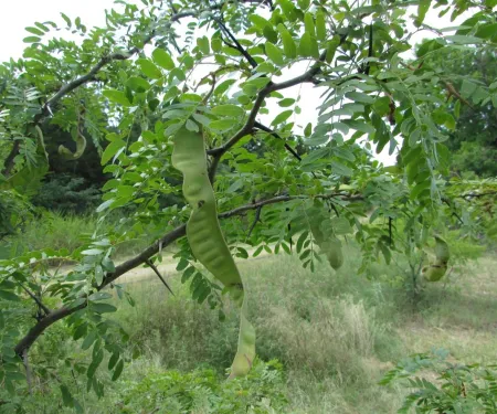 A honey locust tree with large twisted seed pod. 