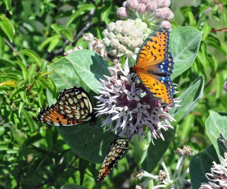Regal fritillaries on a milkweed plant
