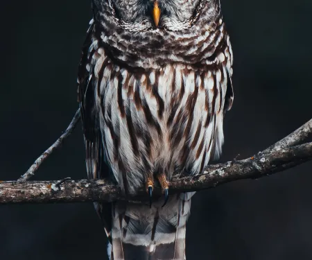 Owl on branch.  Photo by Kyle Underwood/RPS 2022