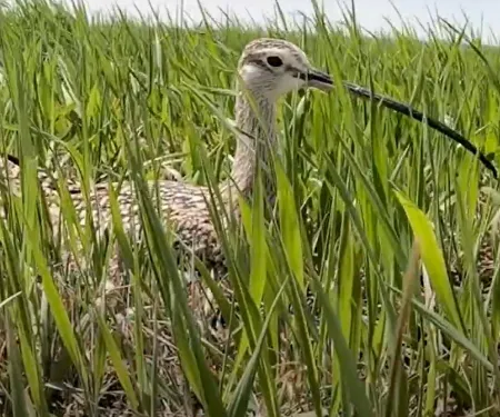 A bird with a long bill incubates a nest on the ground.