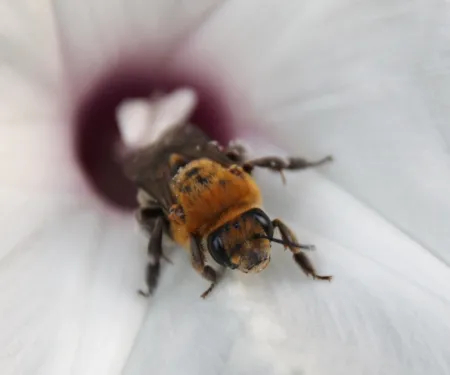 A morning glory longhorn bee.