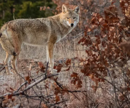 A coyote stands behind tree branches. 