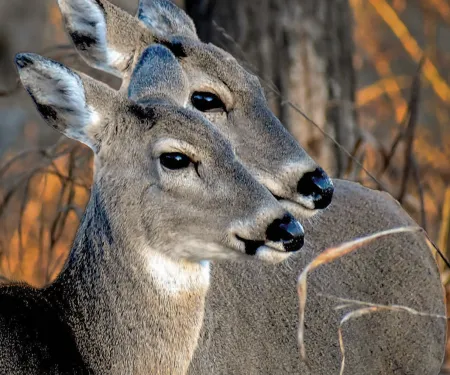 Two does in the field.  Photo by Andy Penney/RPS 2019