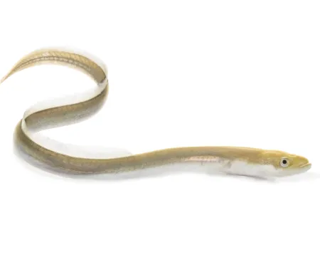 American eel