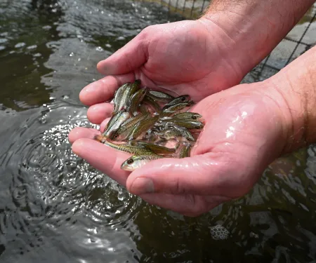A handful of small fish are held above the water before being released. 