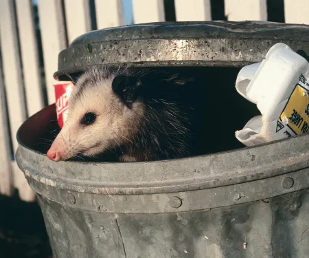 A Virginia opossum in a trash ca.