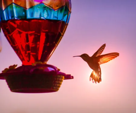 A hummingbird is silhouetted next to a colorful feeder. 