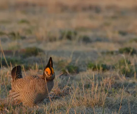 A stocky tan and brown bird performs a mating display on the prairie. 
