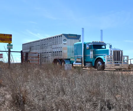 A semi-trailer truck leaves Cimarron Bluff WMA after cattle were unloaded as part of the area's grazing lease agreement. 