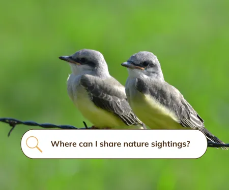 Two gray and yellow western kingbird hatchlings perched on a barbed wire with a search bar superimposed on the image with text "where can I share nature sightings".
