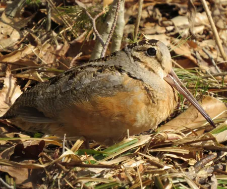 A brown and tan bird with a long bill blends into the background. 