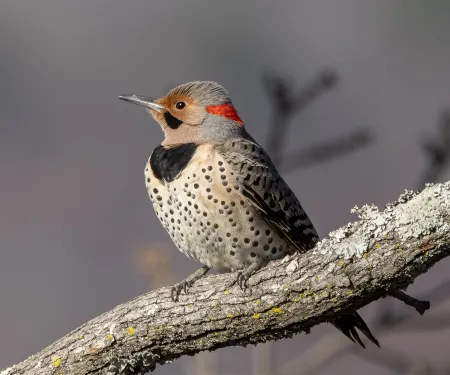A brown bird with a dark collar and spots on its breast perches on a limb. 