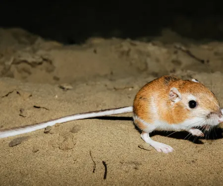 A light brown kangaroo rat, with long hind feet and an even longer tail sits on a sandy hill. 