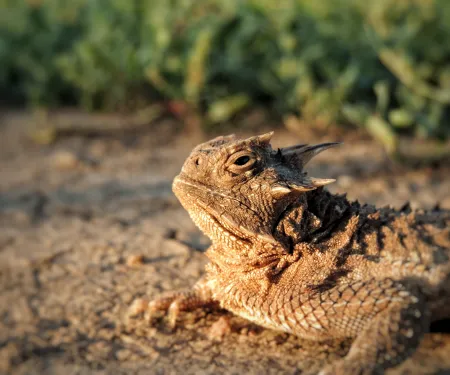 A brown lizard lays on the sandy ground.
