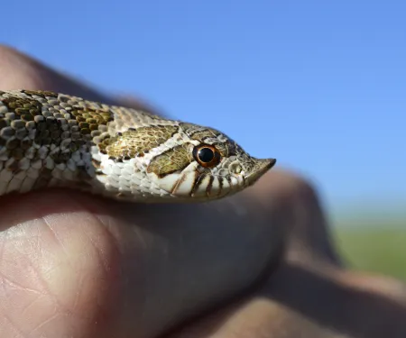 An image of a snake with barring on the face and an upturned snout in hand. 