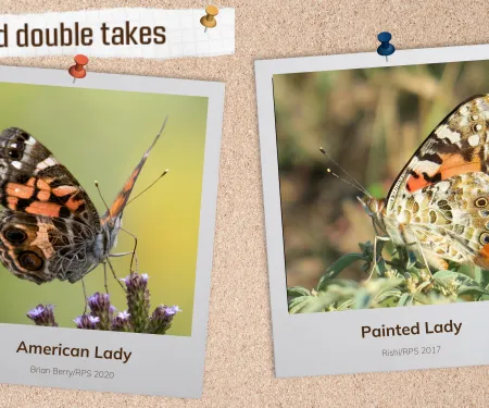 A corkboard with images of two orange and black butterflies
