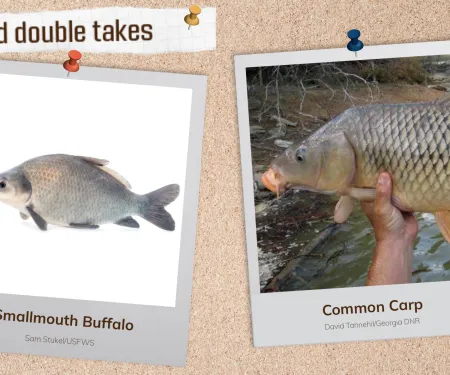 A corkboard with images of two fish.