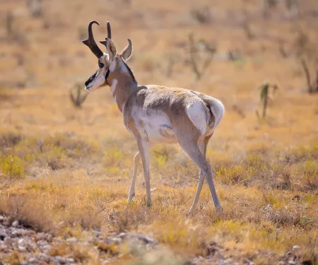 A buck pronghorn with black horns in the shortgrass prairie.