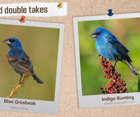 A corkboard with images of two blue songbirds. 
