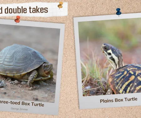 A corkboard with images of two box turtles. 