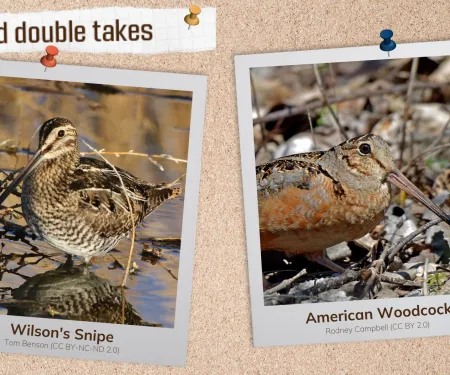 A corkboard with images of two camouflaged birds. 