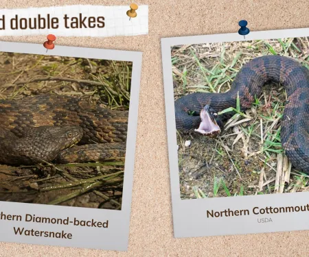 A corkboard with images of two snakes.