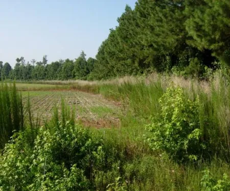 Field-forest border with a fallow border.