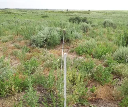 A landscape image in a sand sagebrush habitat with a measuring tape stretched in the middle of the image. 