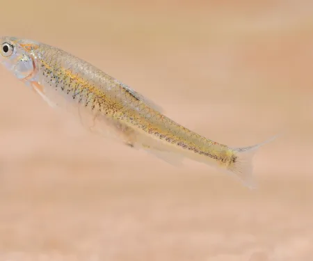 A small fish swimming with sand in the background