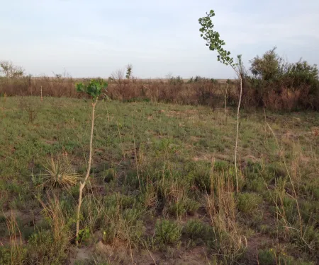 Two small cottonwood "poles" are growing in a prairie. 
