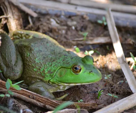 A green frog with large eyes and long legs sits on mud