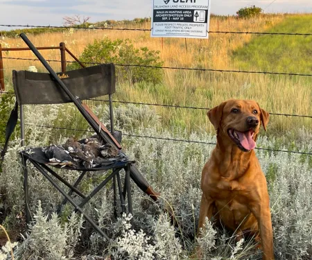 A photo showing an Oklahoma Land Access Program sign on a barbed wire fence, behind a dog next to harvested doves.