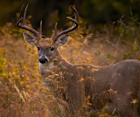 A majestic Oklahoma whitetail buck is photographed looking towards the camera.