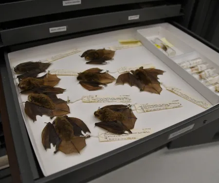 A museum tray of preserved bats with attached identification tags. 