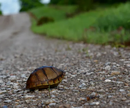A turtle with a brown shell on the side of a gravel road. 