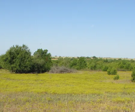 A field covered in yellow flowers showing overgrazing. 