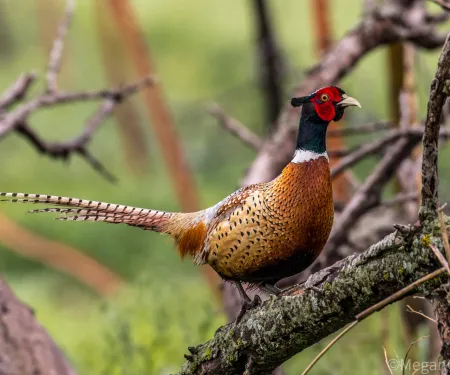 A relatively large, colorful bird perches on a branch. 