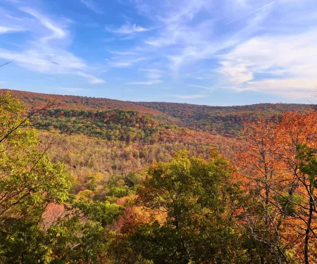 A view of fall foliage from Ozark Plateau WMA.