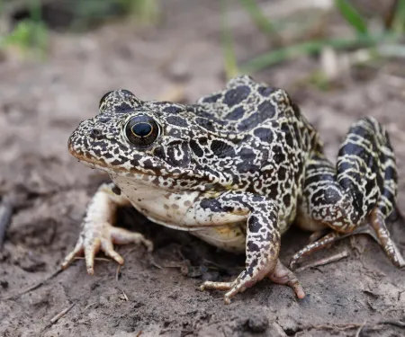 A greenish brown frog with dark blotches sits on bare ground. 