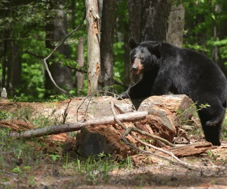 An Oklahoma black bear climbs over a log.