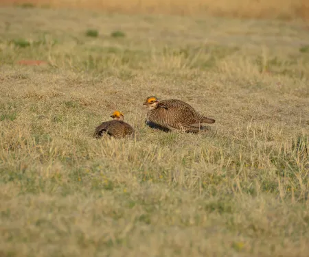 A pair of Oklahoma prairie chickens in a field.