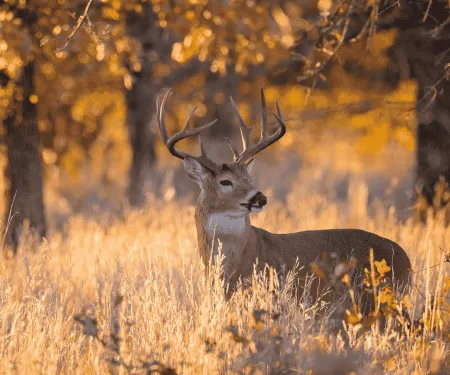 A whitetail buck stands in shoulder high grass in the fall.